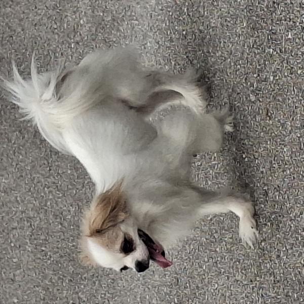 Chihuahua-Mischling